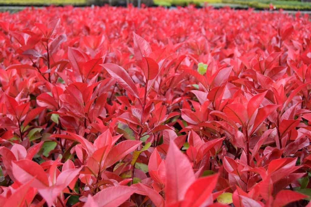 Photinia x fraseri 'Red Robin' 175-200 cm